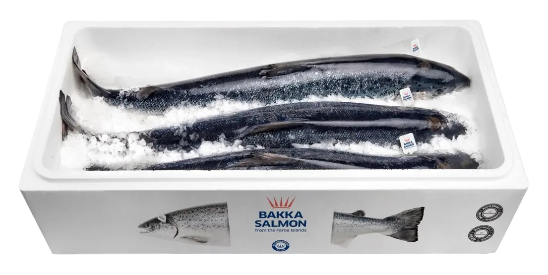 Salmon